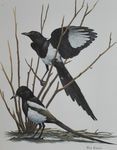 Black-billed Magpie miniatura