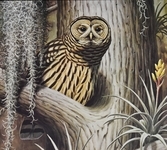 Barred Owl miniatura
