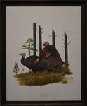 Wild Turkey Thumbnail